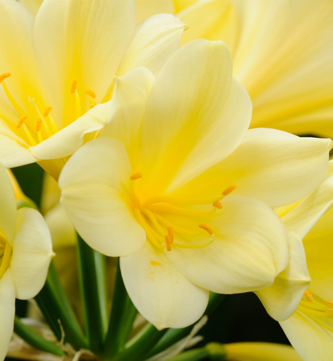 A yellow Clivia flower cluster