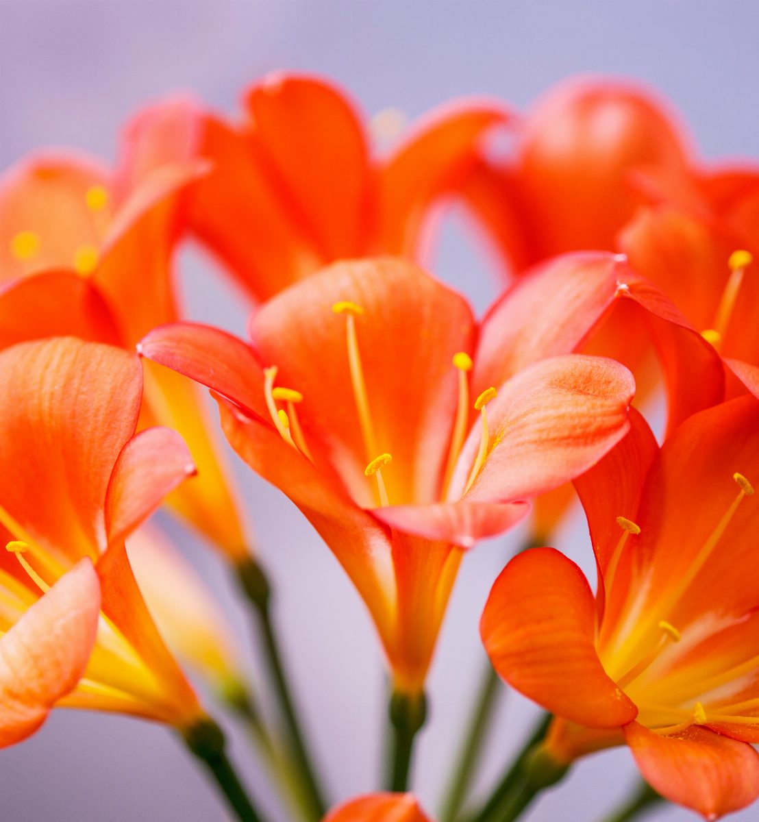 A backlit orange Clivia umbel