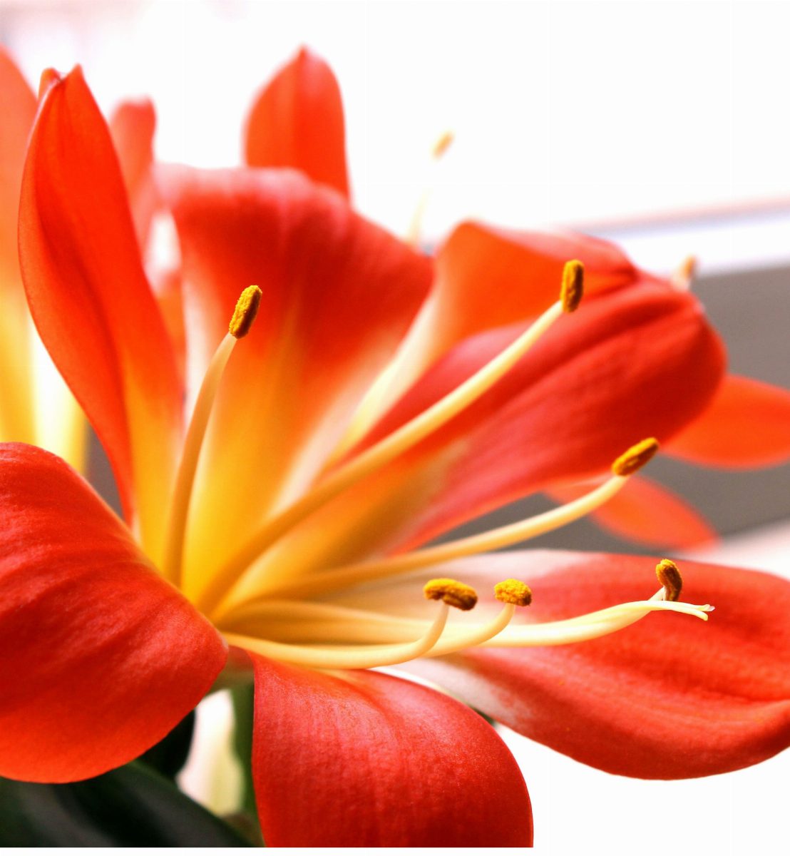 A backlit red Clivia bloom