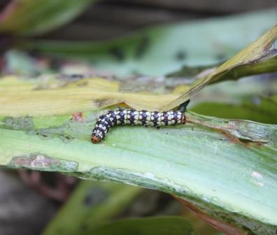 An amaryllis borer caterpillar on a damaged leaf