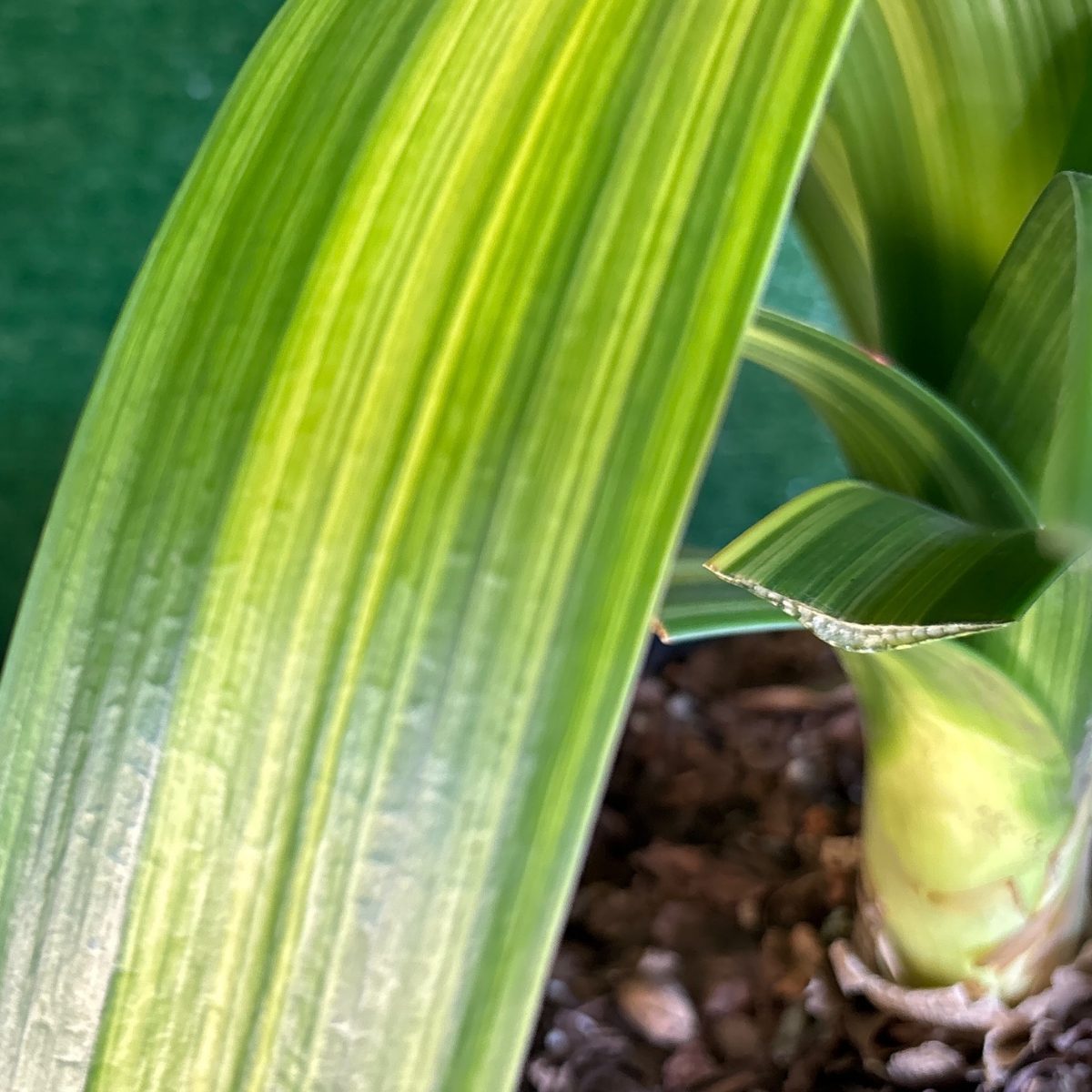 Clivia leaves with pale yellow longitudinal stripes