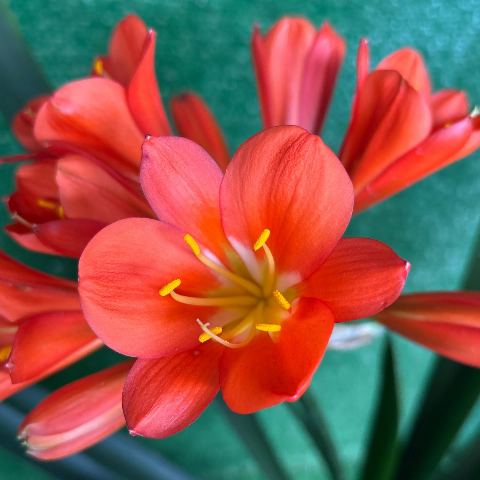 Dark Orange Clivia miniata - flowering size (2014 acquisition)