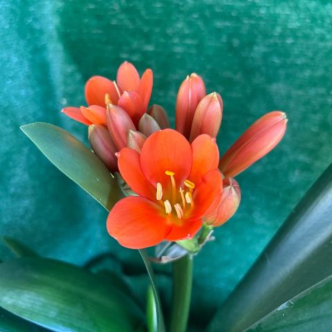 Ixopo 'Stella' 2010 - Flowering Size Orange Clivia
