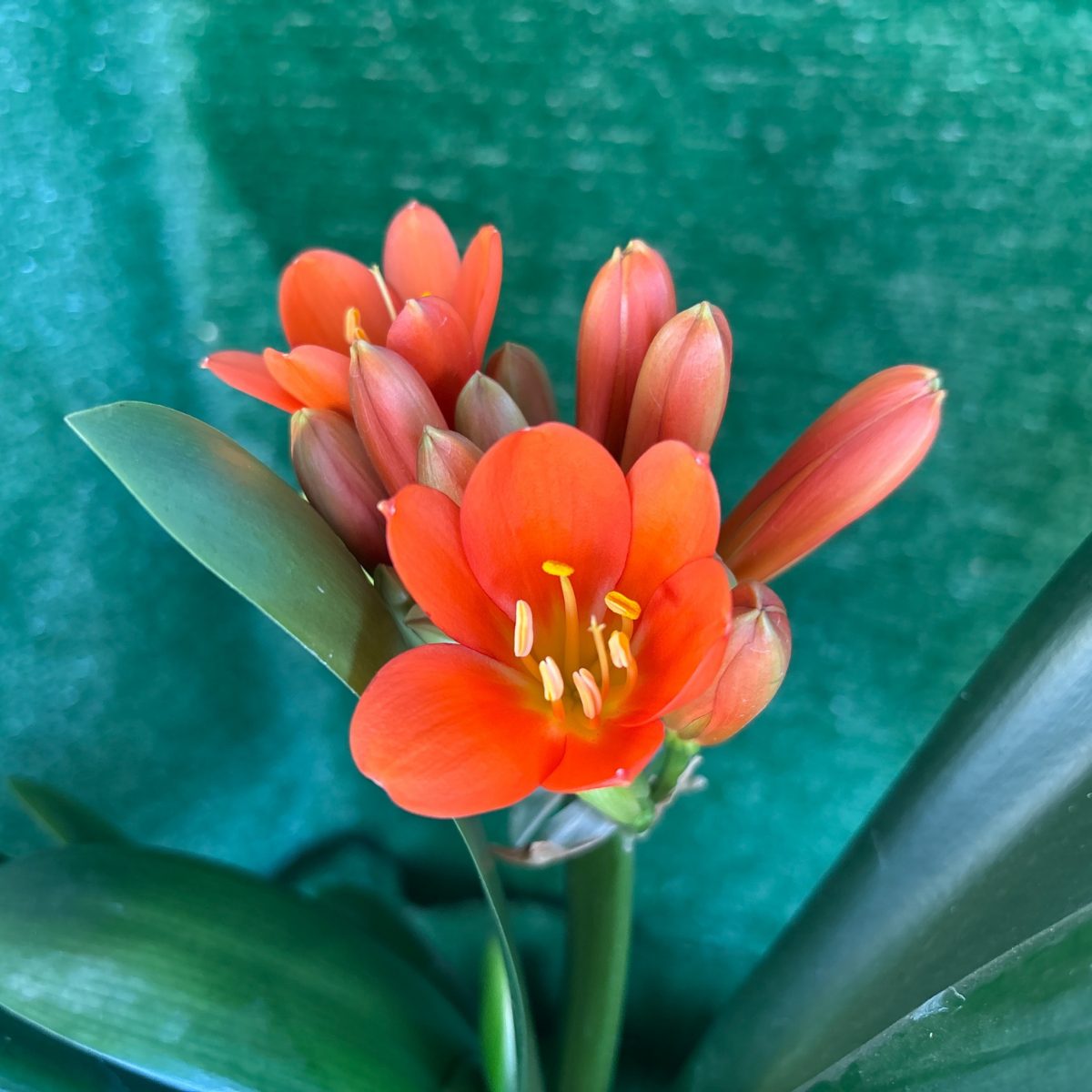 Ixopo 'Stella' 2010 - Flowering Size Orange Clivia