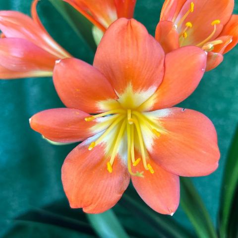Clivia miniata 'MP OR' - orange flowering-size plant