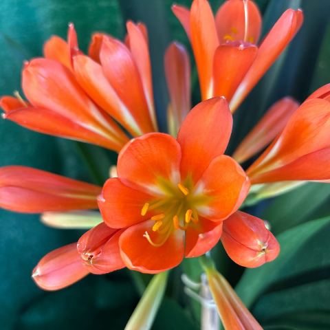 Big Orange Clivia miniata - flowering size