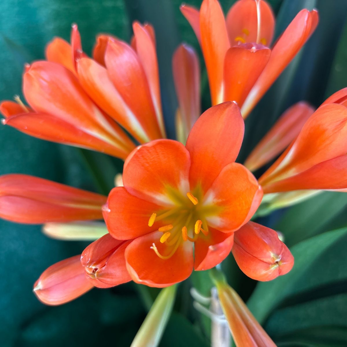 Big Orange Clivia miniata - flowering size