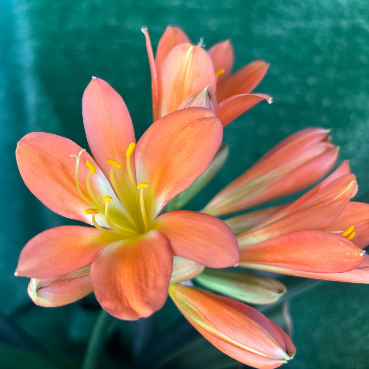 Light Orange Clivia with Green Throat - Flowering Size