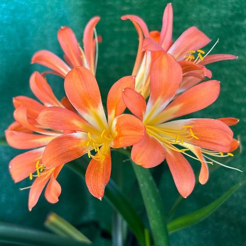 Clivia 'Royal Gala' x self - salmon star-form, flowering-size clump
