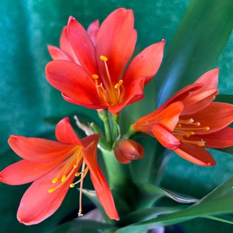 Dark Orange-Red Clivia 'UZ 2010' - Flowering Size