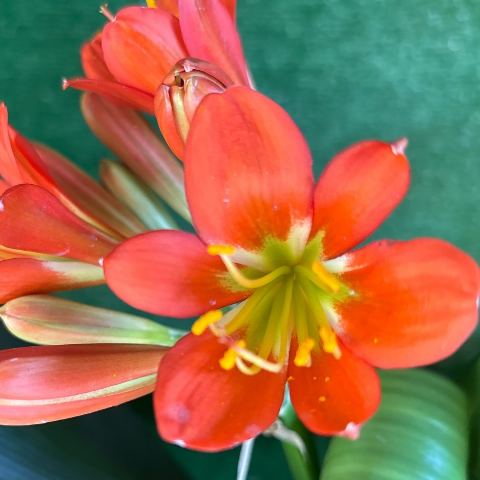 Bertie's Bronze Seedling (Selfed) - Flowering Size