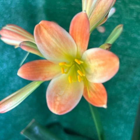 Clivia (Q2 x Q6 AB) x No.3 AB Habitat - pastel apricot, flowering size
