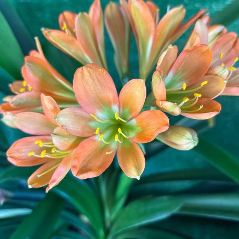 Clivia miniata 'WW x Romulus' - pastel apricot mother plant