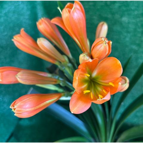 Clivia miniata 'McNeel Green Girl' - flowering-size selected plant