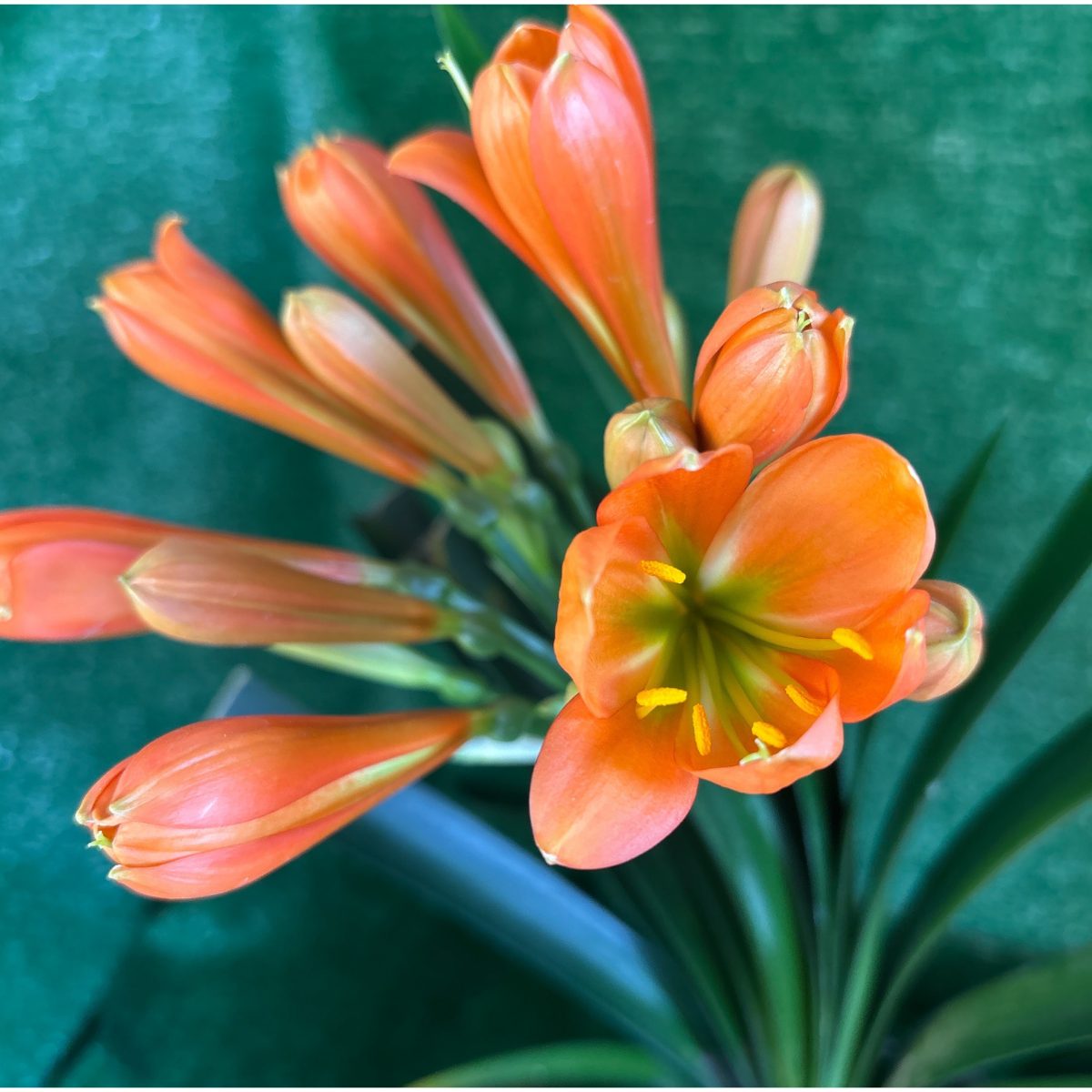 Clivia miniata 'McNeel Green Girl' - flowering-size selected plant