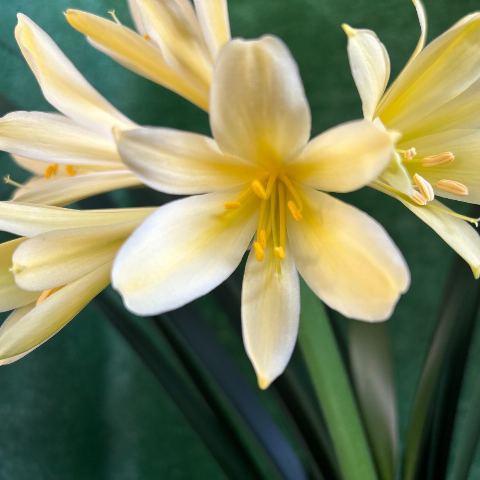 Clivia miniata 'Groot Geel' - flowering-size cream-yellow
