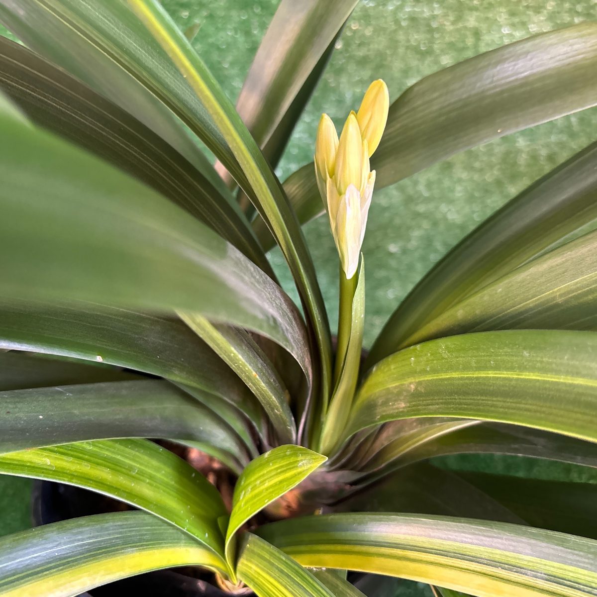 Variegated Orange Clivia '1C17' - in bud with ripening berries