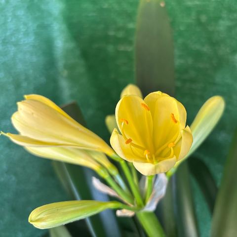 Yellow Clivia miniata - flowering-size multi-crown clump