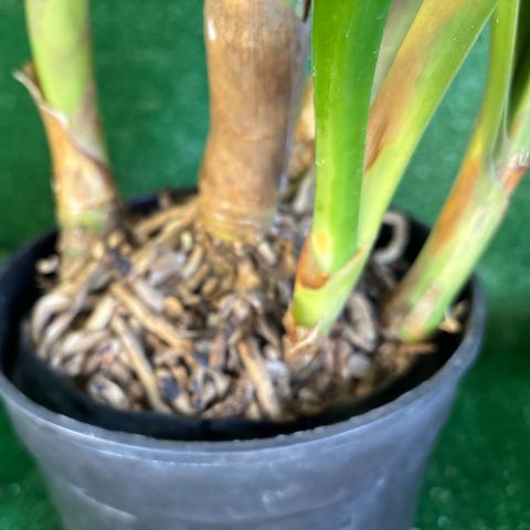 Yellow Clivia miniata - established multi-fan clump in flower