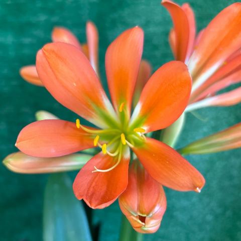 Clivia miniata - orange star-form with green throat (register: 'McNeel Green Girl')
