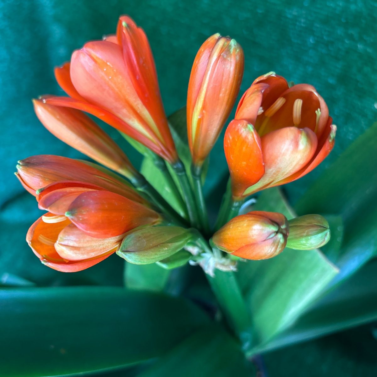 Clivia 'Red Green Coy' B.B. Sibling 1 - broad-leaf selection, flowering size