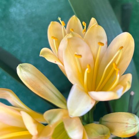 Tipperary Peach Clivia miniata - Flowering Size