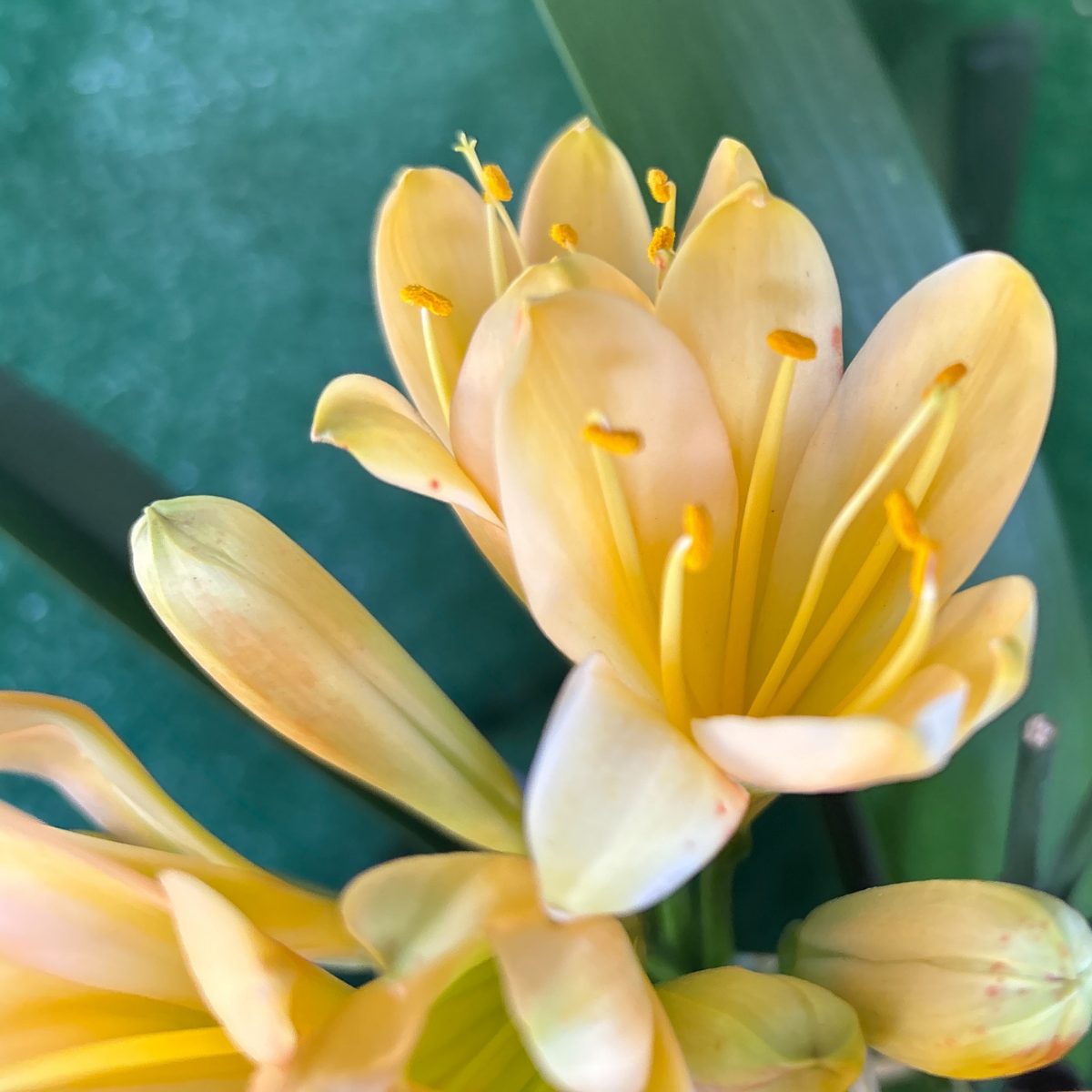 Tipperary Peach Clivia miniata - Flowering Size