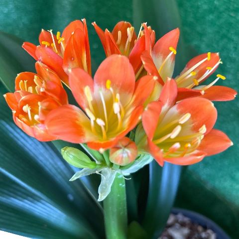 Clivia miniata 'Saki Beni' - flowering-size bicolour orange
