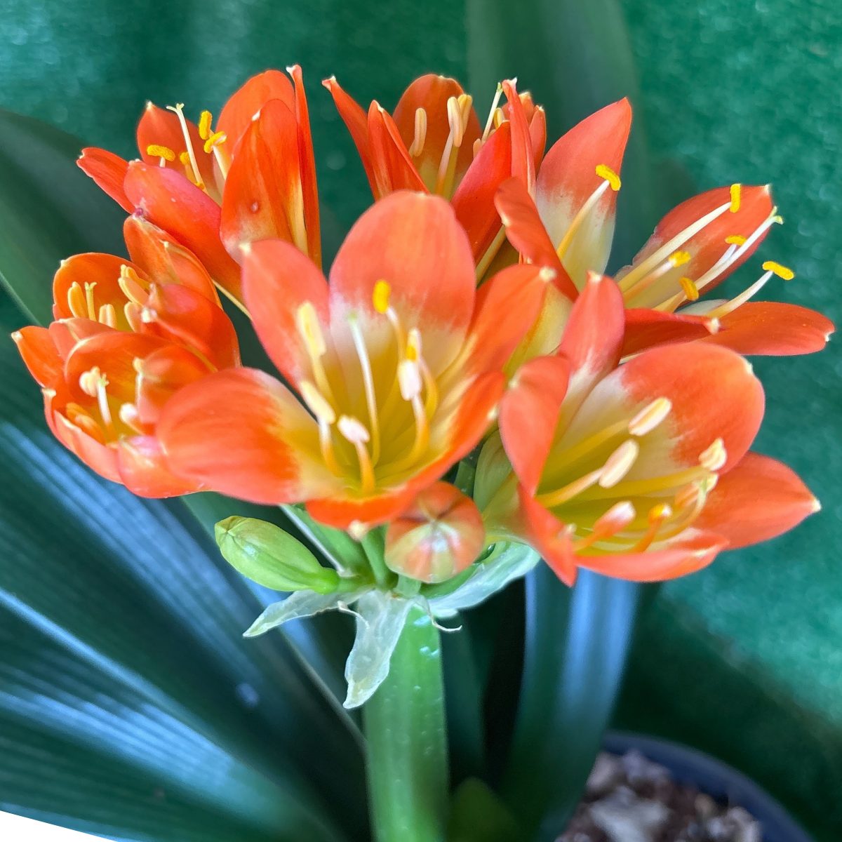 Clivia miniata 'Saki Beni' - flowering-size bicolour orange