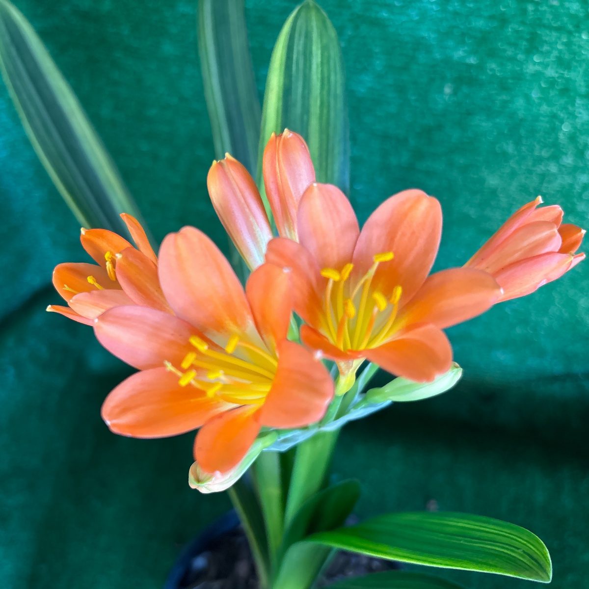 Variegated Orange Clivia - striped foliage, in flower