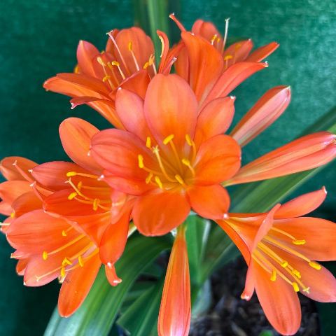 Variegated Orange Clivia miniata - flowering size (2010 label #67)