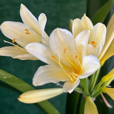 Cream-Yellow Clivia - Flowering Size, Open Star Form