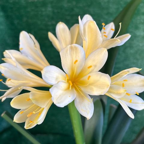 Yellow Clivia miniata - Flowering Size, Broad Round Tepals