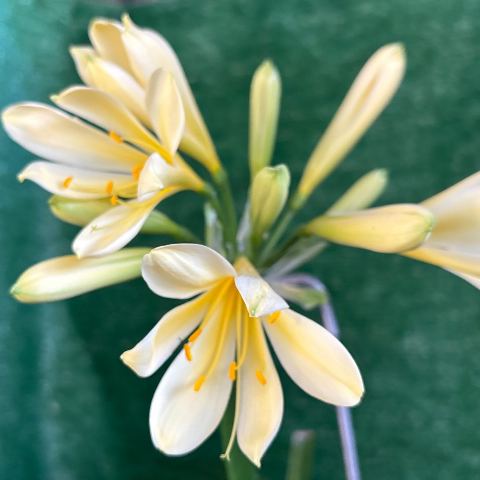 Cream-Yellow Clivia 'B1 2010' - Star-Form Bloom