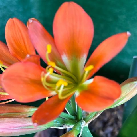 Bronze Clivia miniata - Flowering Size