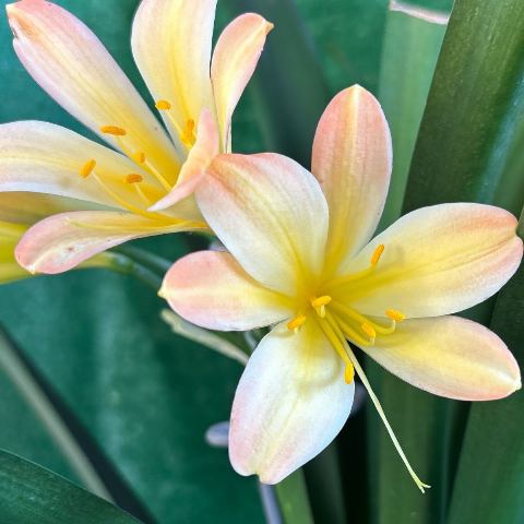 4580 Appleblossom Split x Appleblossom - Flowering Size