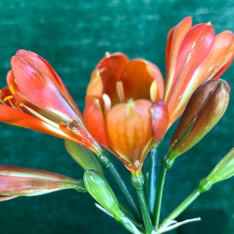 Clivia miniata - broad-leaf orange, green throat, large flowering plant