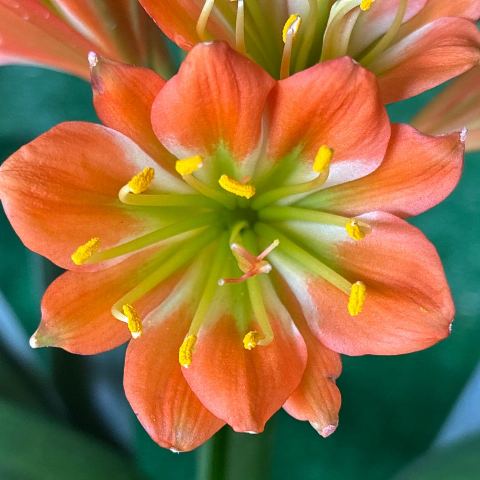 MP Orange Clivia miniata '5E17' - Flowering Size