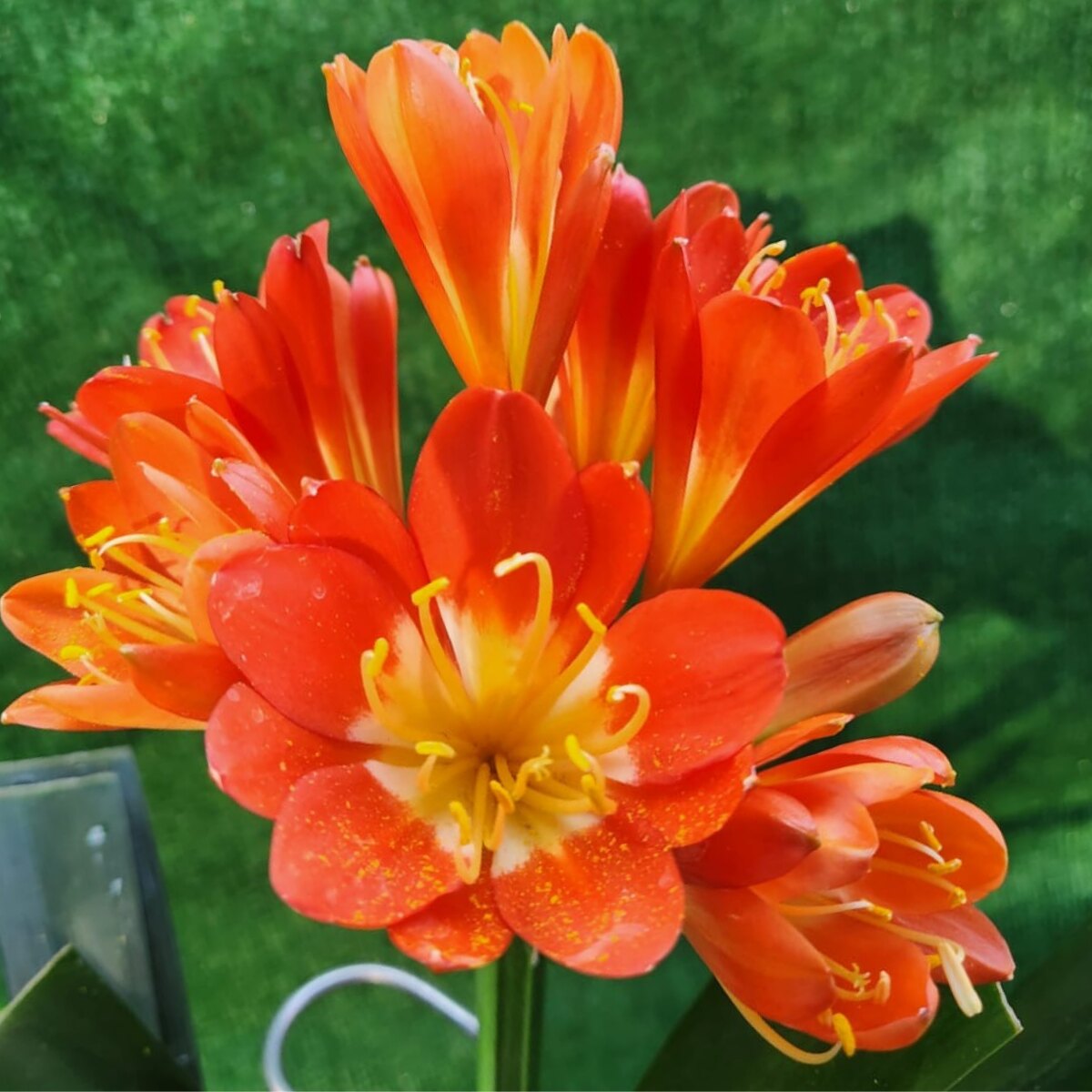 Unregistered Clivia miniata - deep coral-red umbel, flowering-size multi-fan