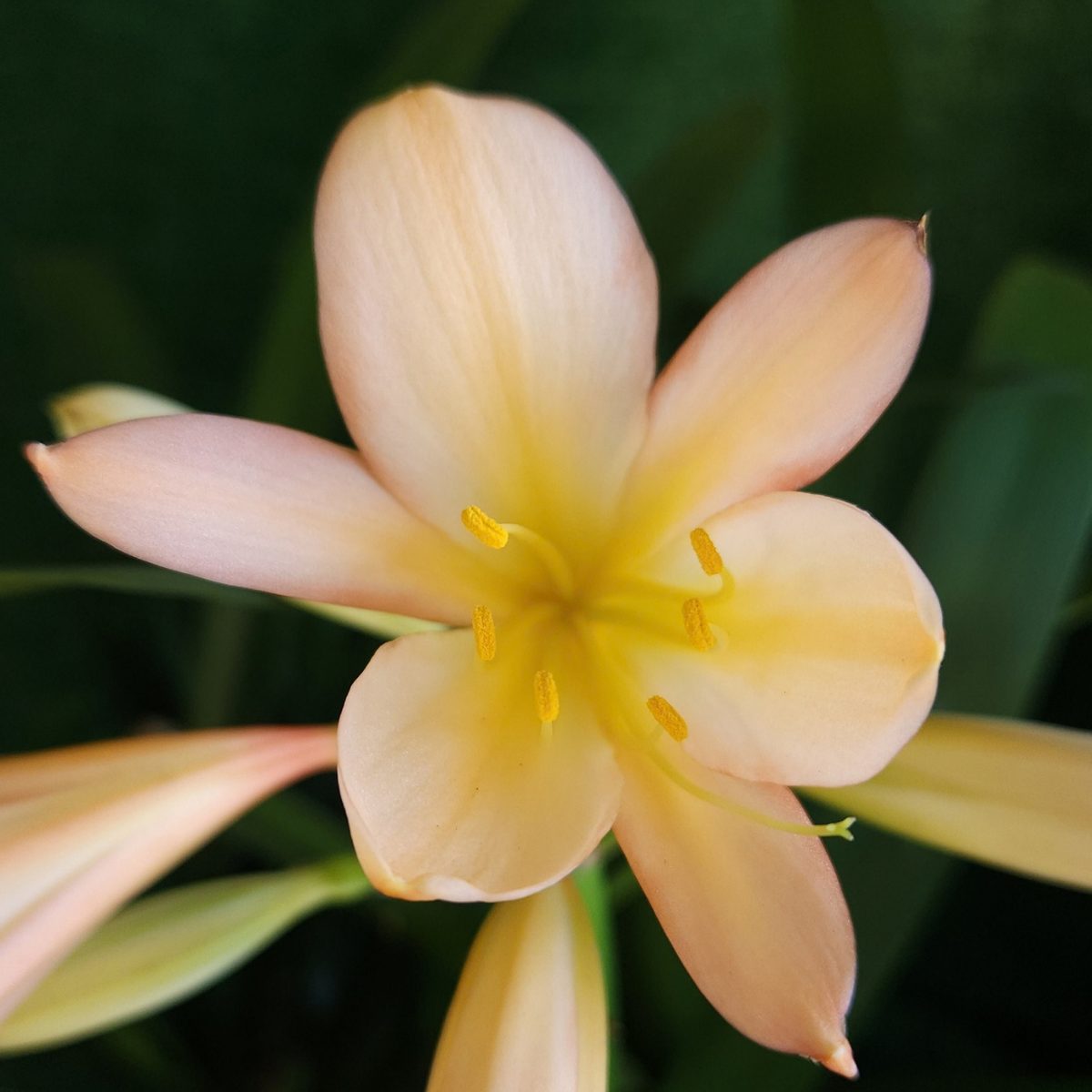 Light Peach Clivia miniata