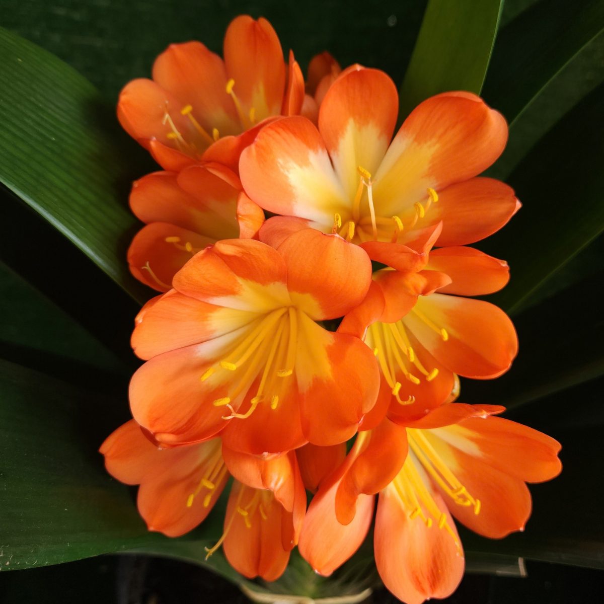 Bicolor Orange Clivia miniata