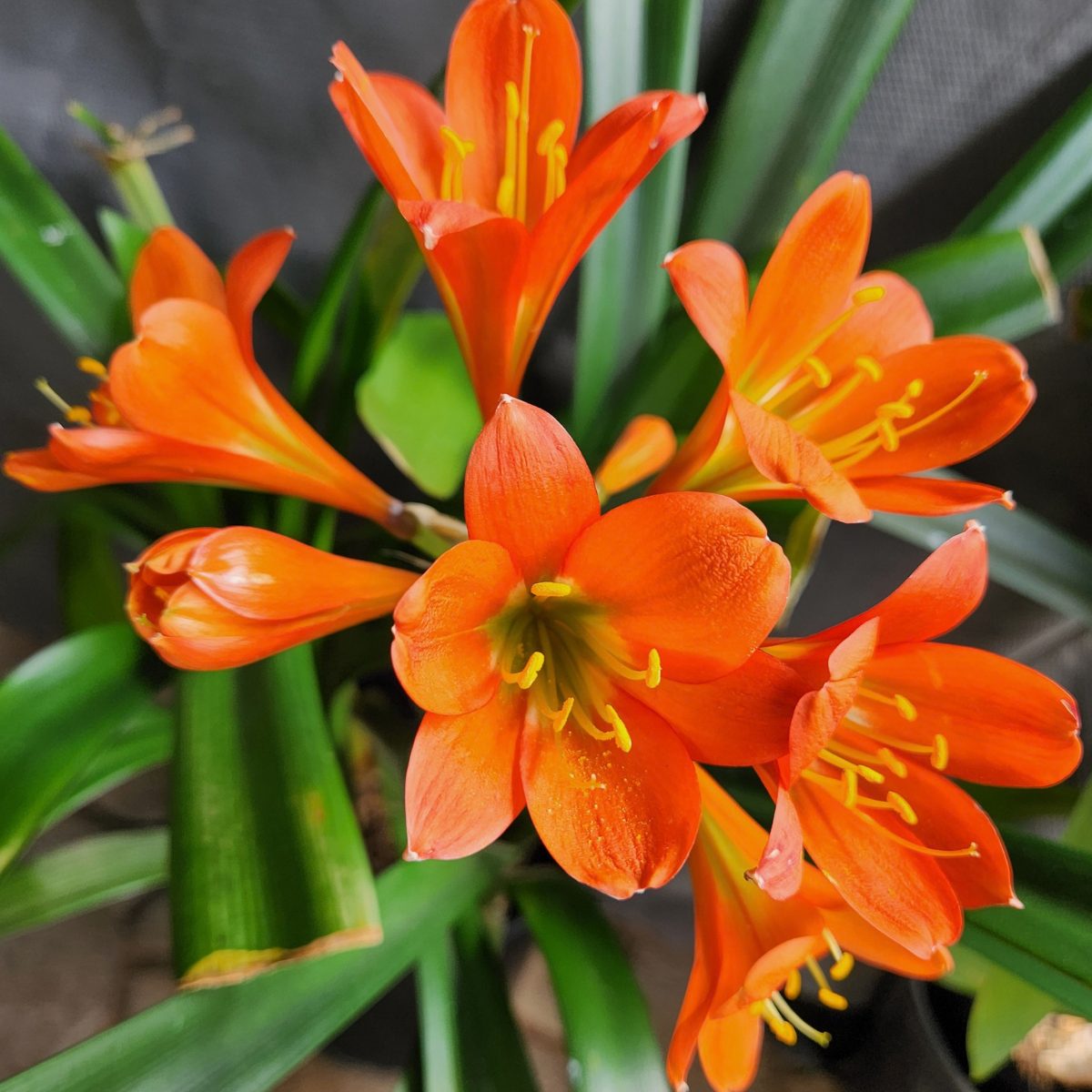 Dark Orange Green Throat Clivia miniata
