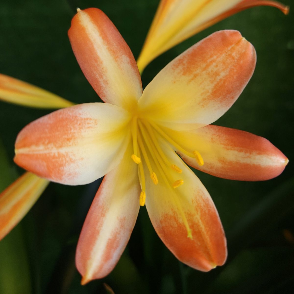 Splashed Clivia miniata