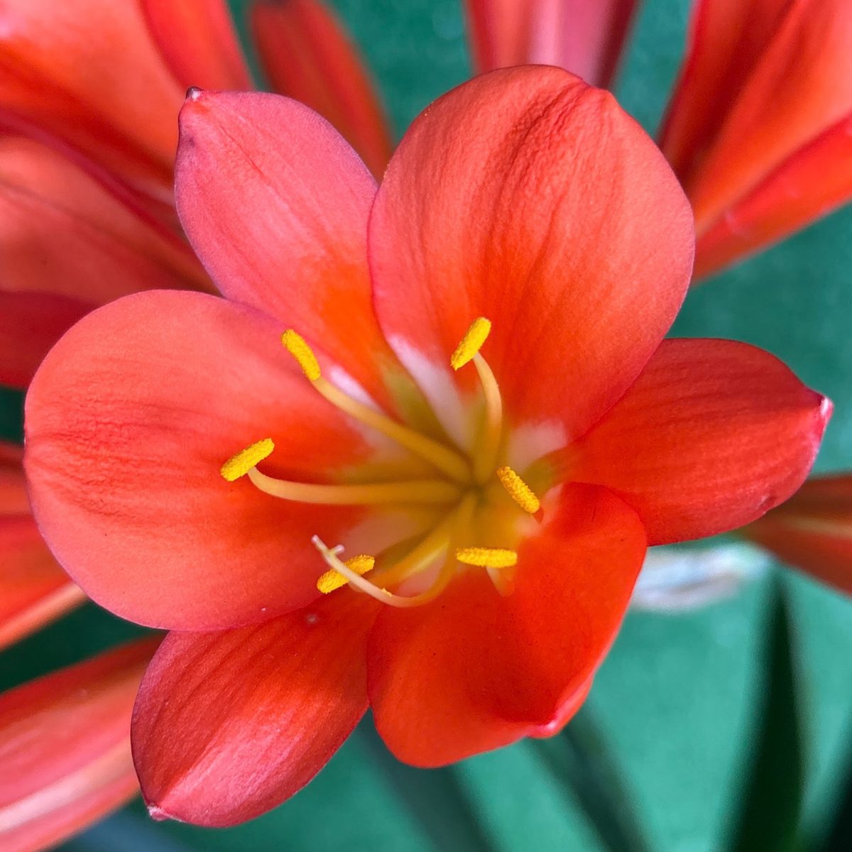 Red Green Throat Clivia miniata