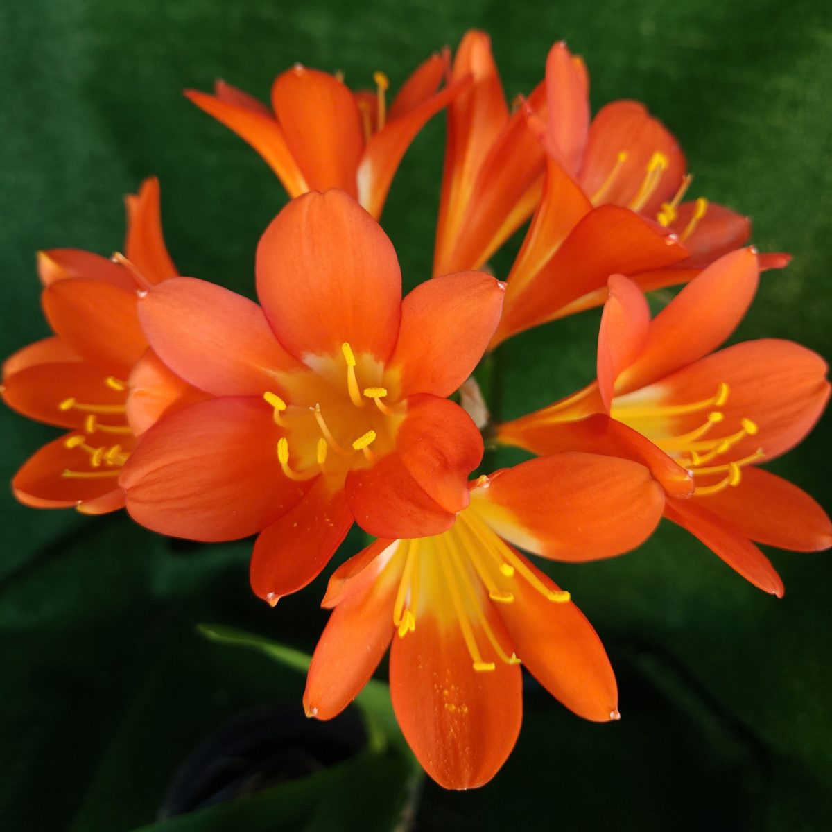 Orange Clivia miniata