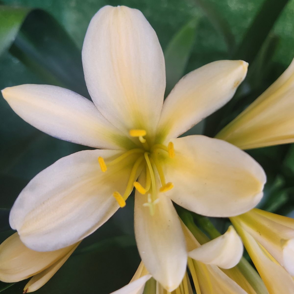 Peach Yellow Green Throat Clivia miniata