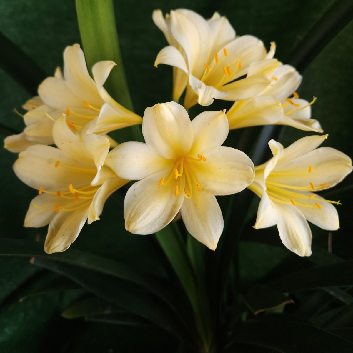Yellow Clivia miniata
