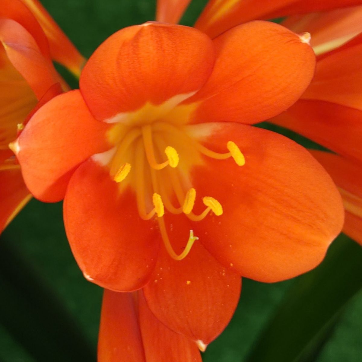 Orange Clivia miniata
