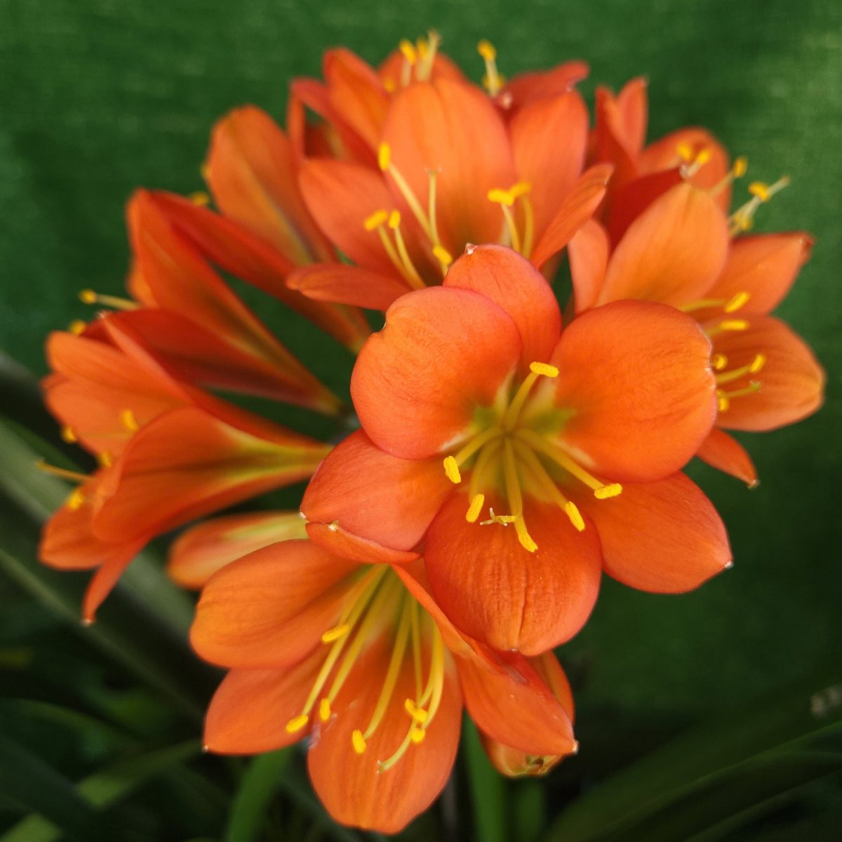 Dark Orange Green Throat Clivia miniata