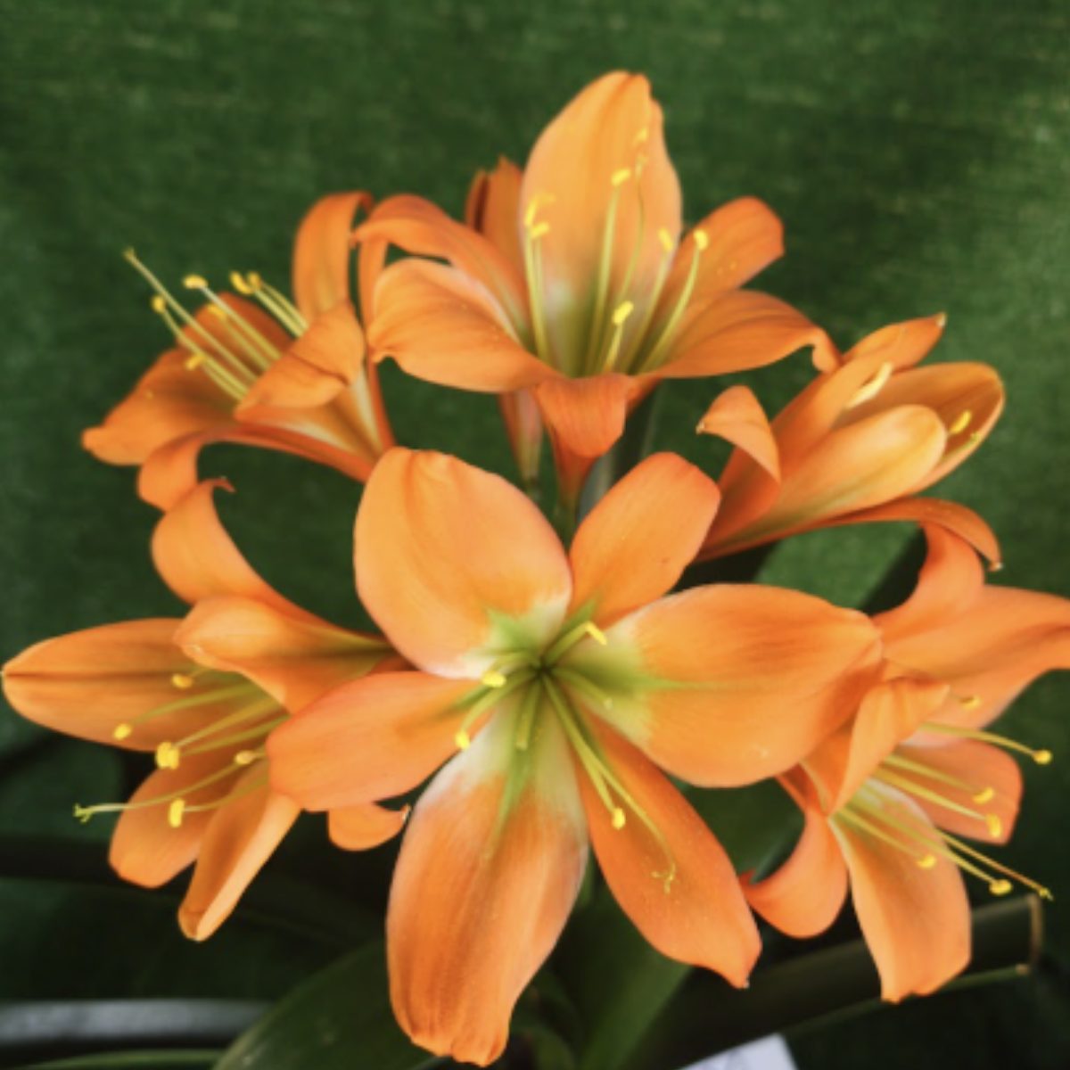 Bronze Clivia miniata